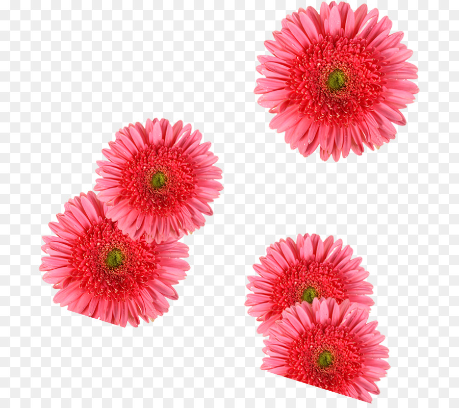 Flores，Florescer PNG