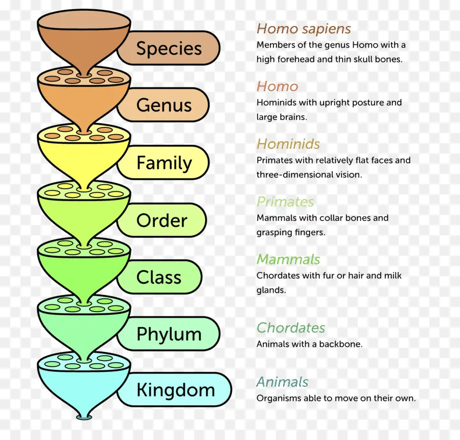 Gráfico De Taxonomia，Classificação PNG