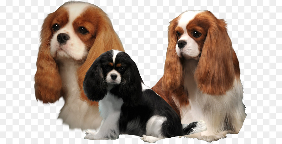 King Charles Spaniel，Cavalier King Charles Spaniel PNG