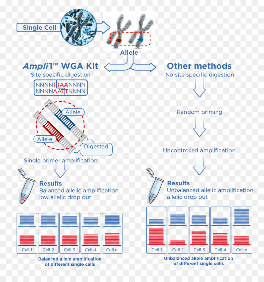 Sequenciamento De Dna，Dna PNG