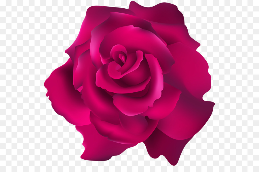 Rosa Vermelha，Florescer PNG