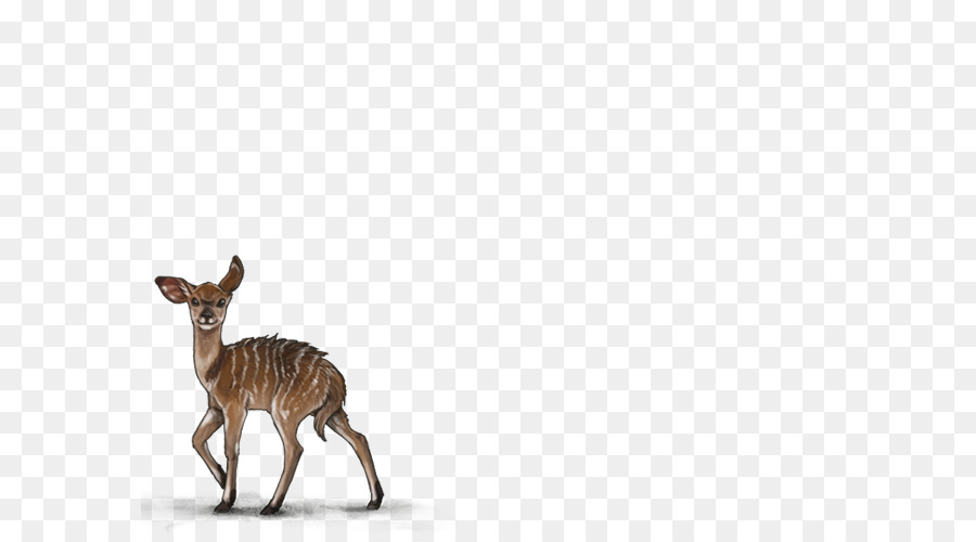 Veado，Antelope PNG