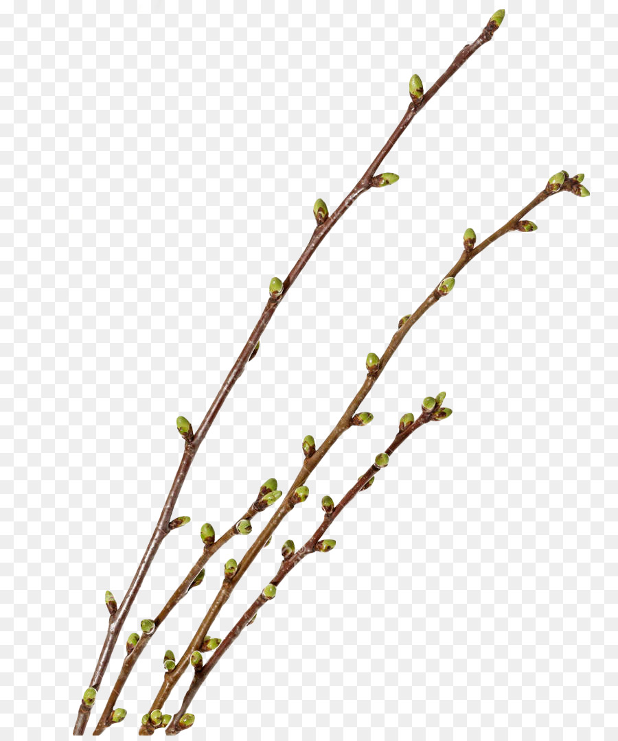 Planta De Haste，Bud PNG