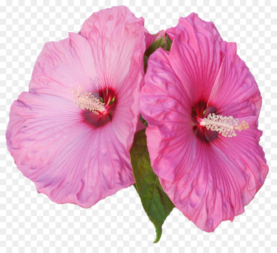 Hibisco，Florescer PNG