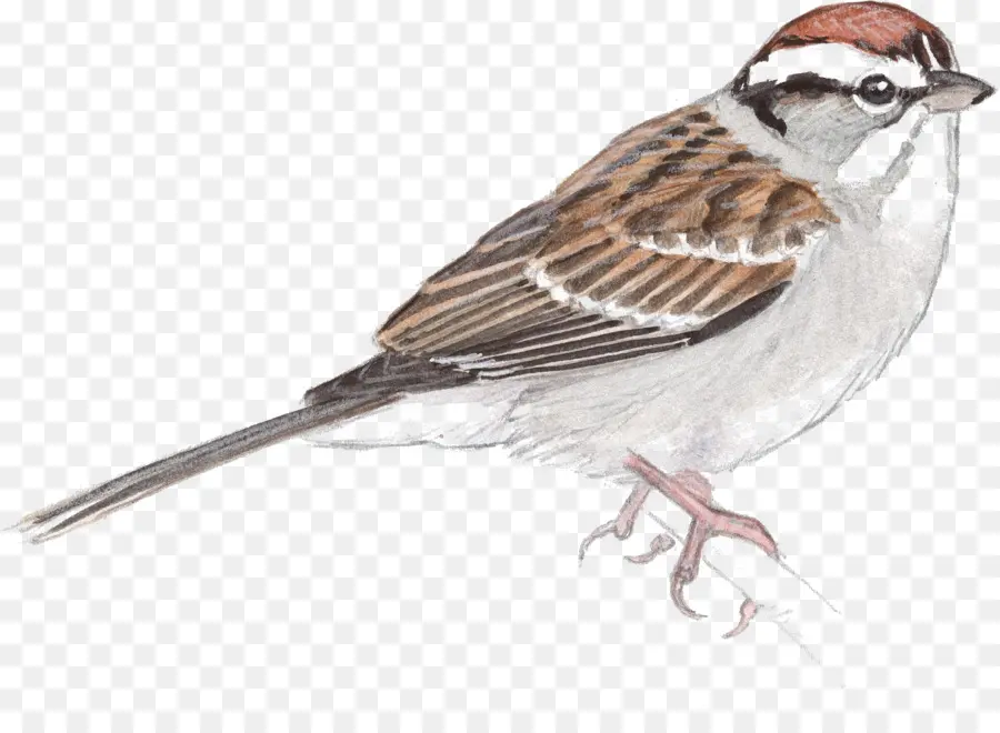 Pardal，Aves PNG