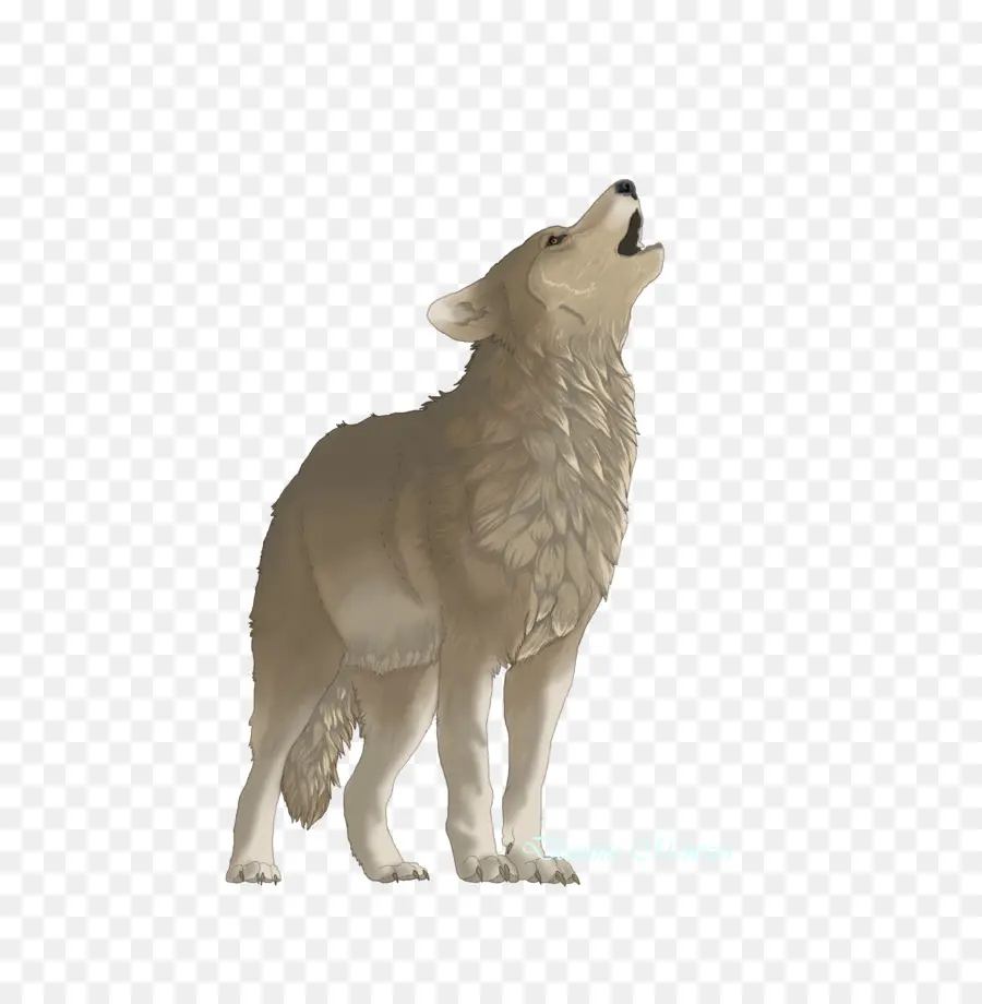 Cão，Coyote PNG