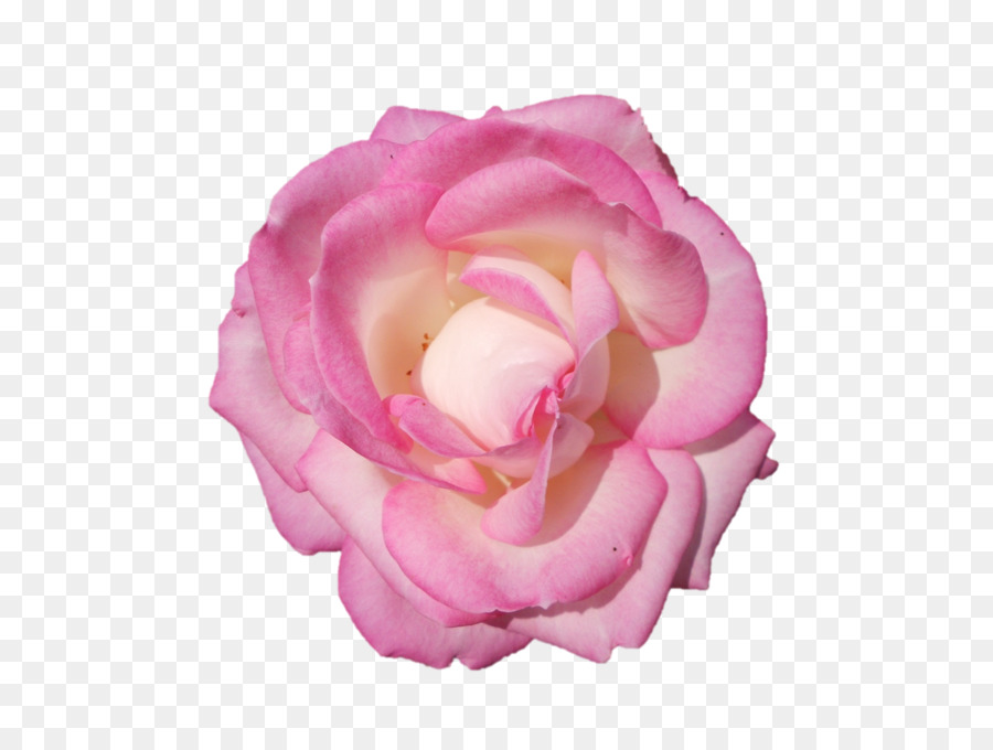 Flor Rosa，Florescer PNG