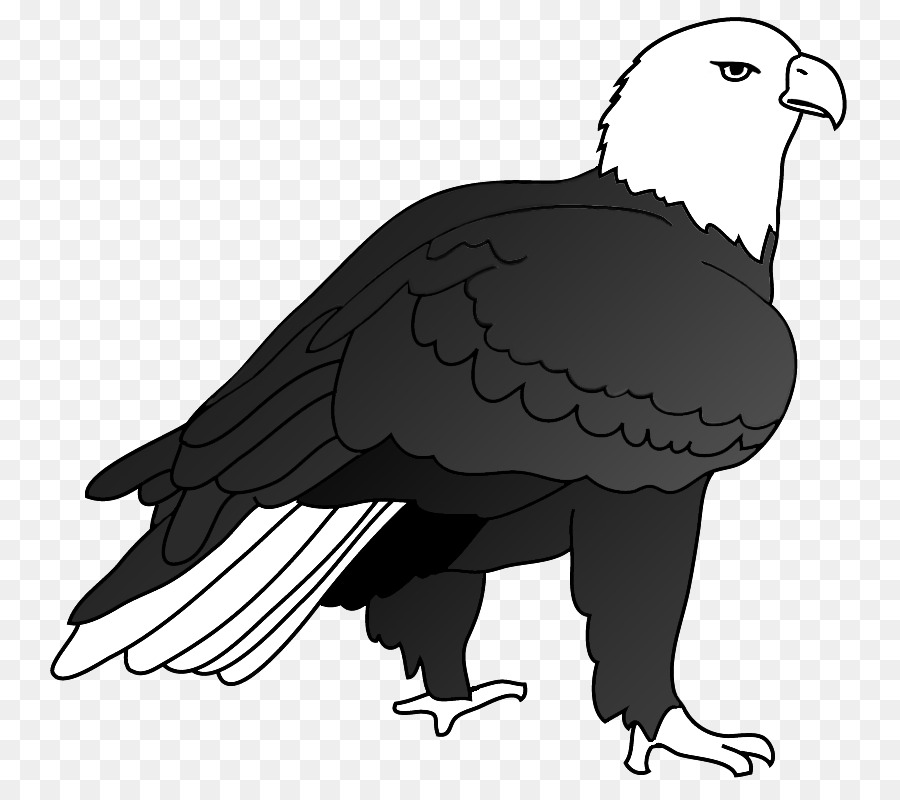 águia Careca，Aves PNG