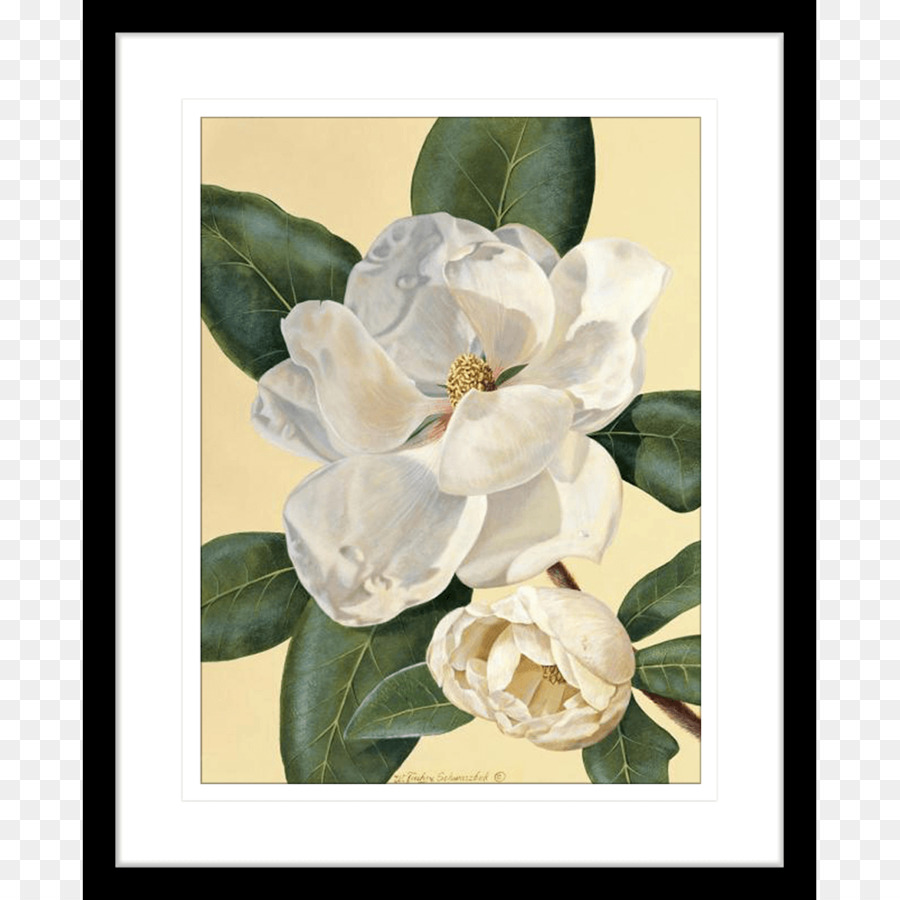 Magnolia，Arte PNG