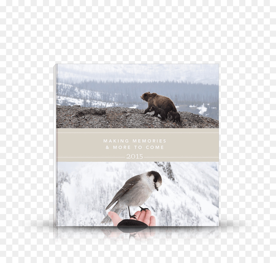 Urso Marrom，A Fauna PNG