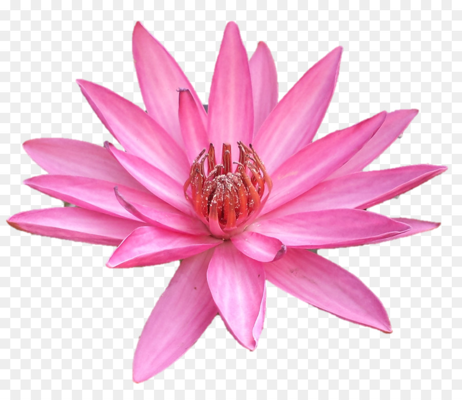 Flor De Lótus，Florescer PNG