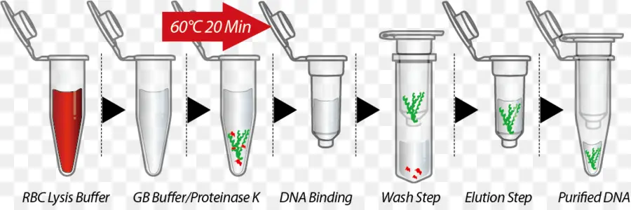 Extração De Dna，Laboratório PNG