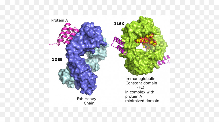 Proteína，Imunoglobulina G PNG