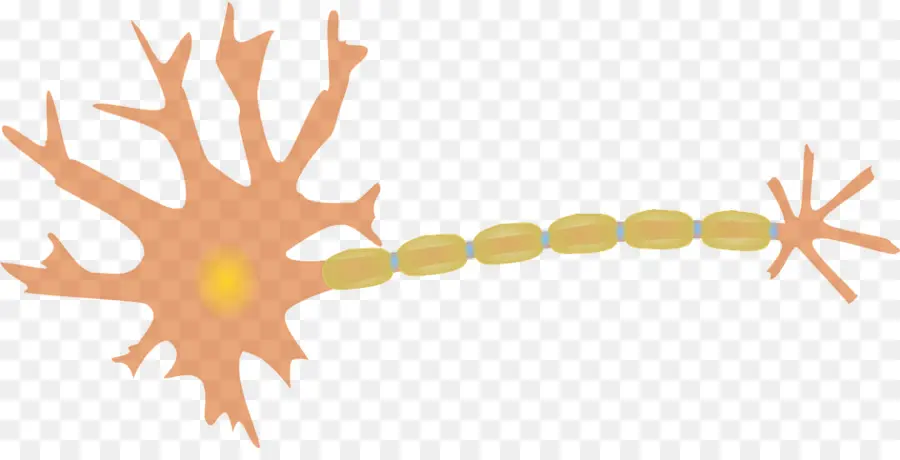 Neurônio，Cérebro PNG