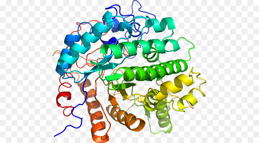 Enzima，Proteína Mucizesi PNG