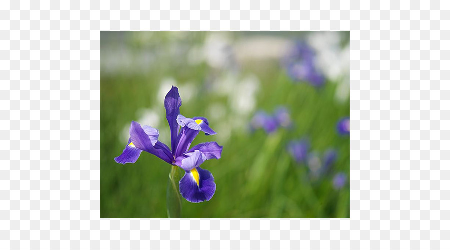 Verão Lâmpadas，Primavera Lâmpadas PNG