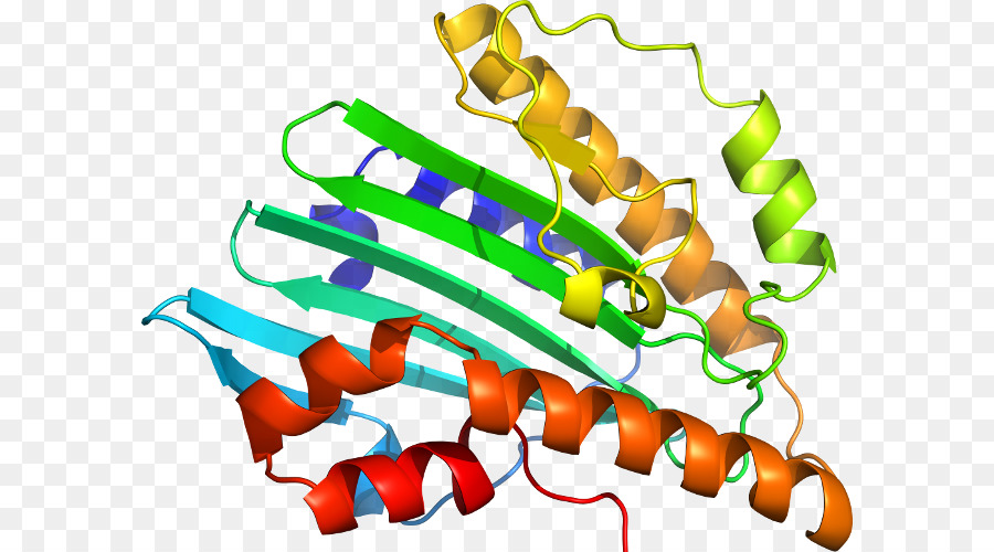 Estrutura Proteica，Biologia PNG