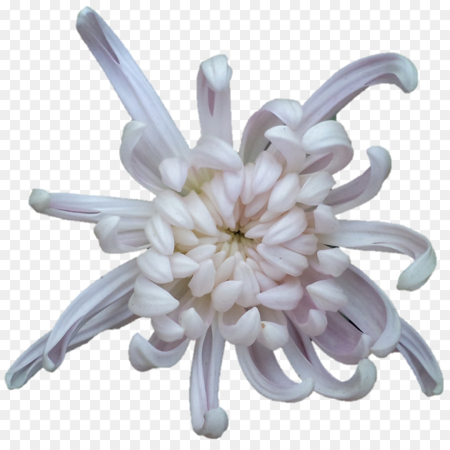 Flor，Florescer PNG