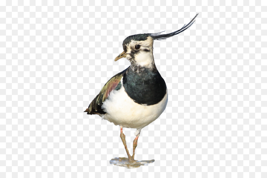 Pernalta Da，Aves PNG