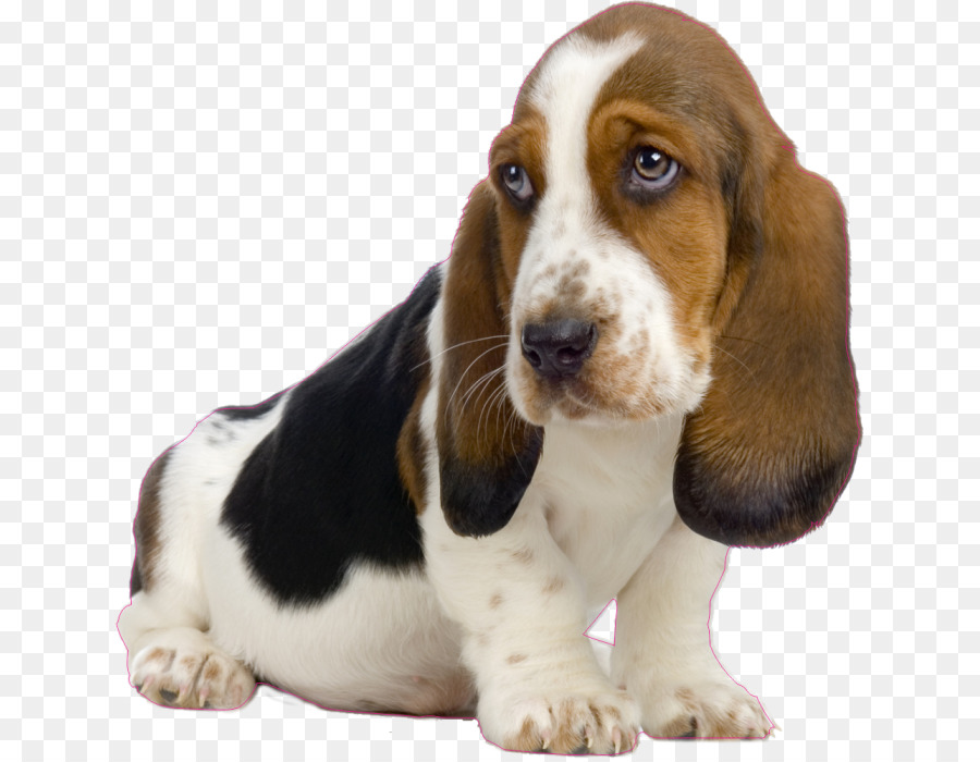 Basset Hound，Filhote De Cachorro PNG