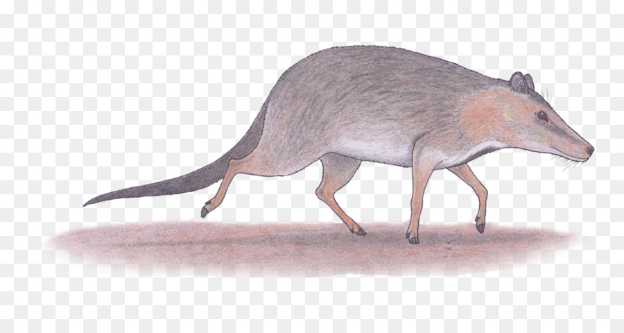 Rat，Leão PNG