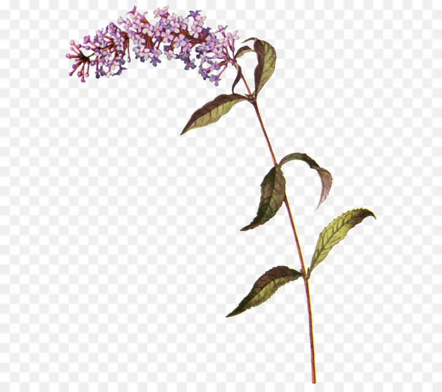 Haste De Flor，Florescer PNG