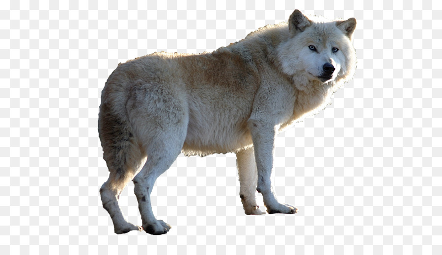 Lobo，Uivando PNG