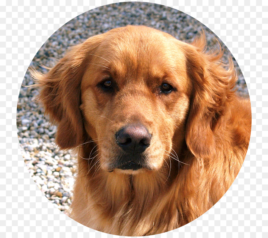 Golden Retriever，Sussex Spaniel PNG