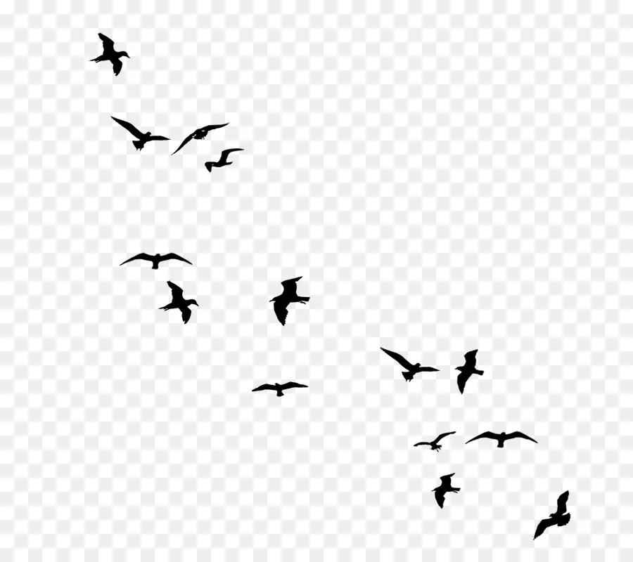 Aves，Desenho Aves PNG