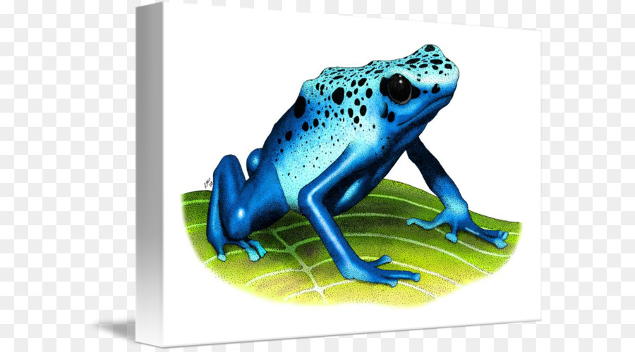 Sapo Azul，Sapo PNG