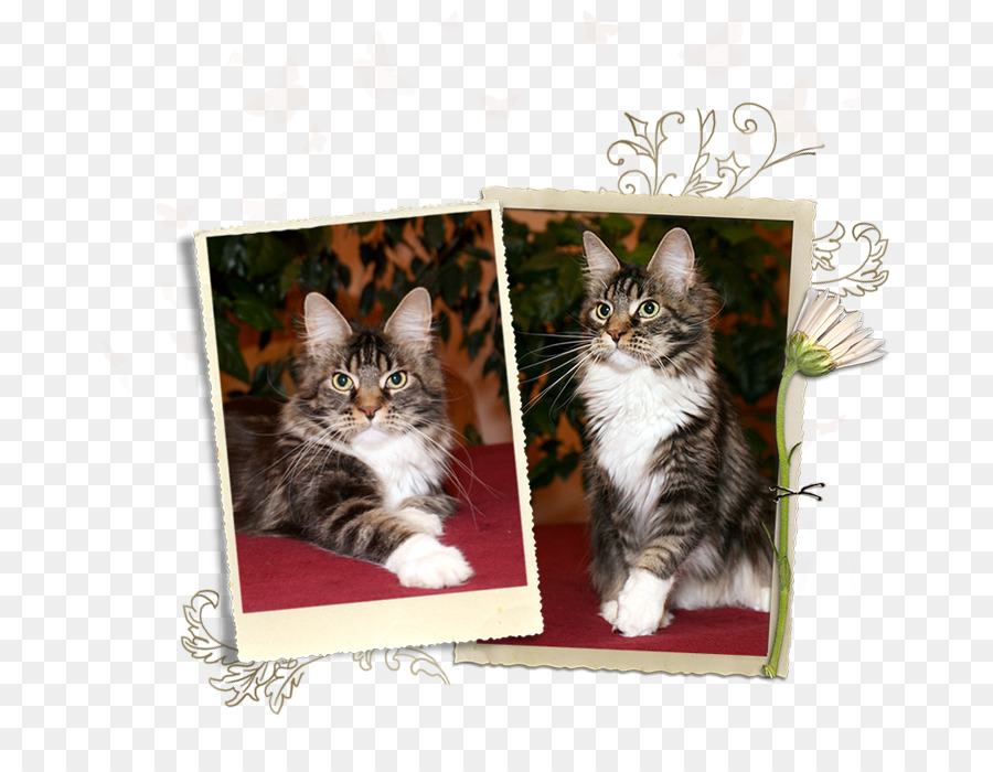 Gatinho，Maine Coon PNG