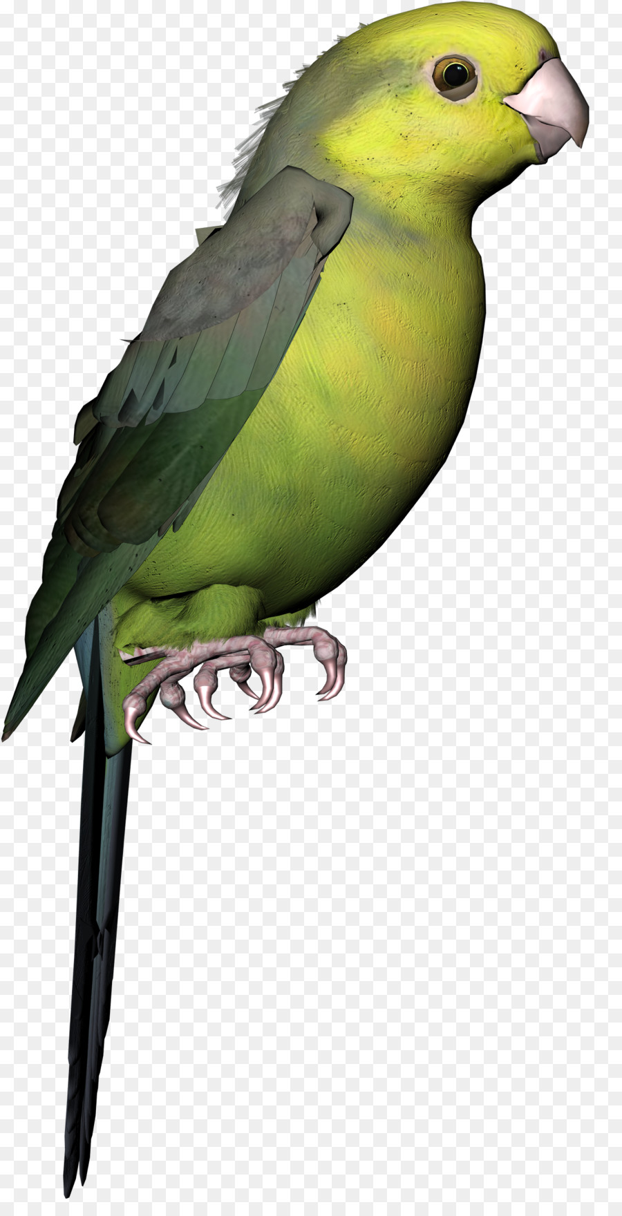 Periquito，Lovebird PNG