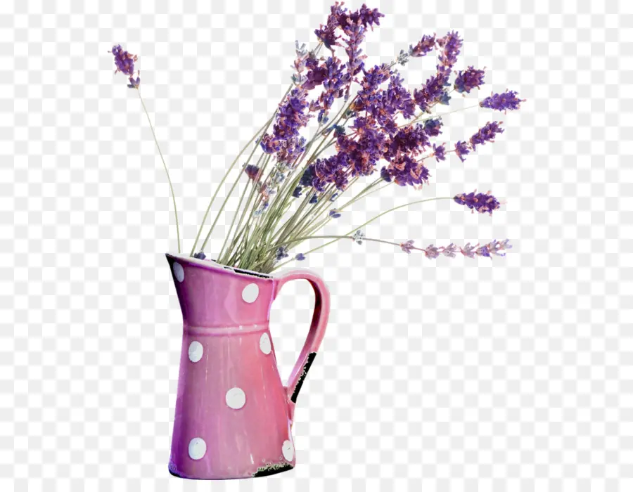 Inglês Lavanda，óleo De Lavanda PNG