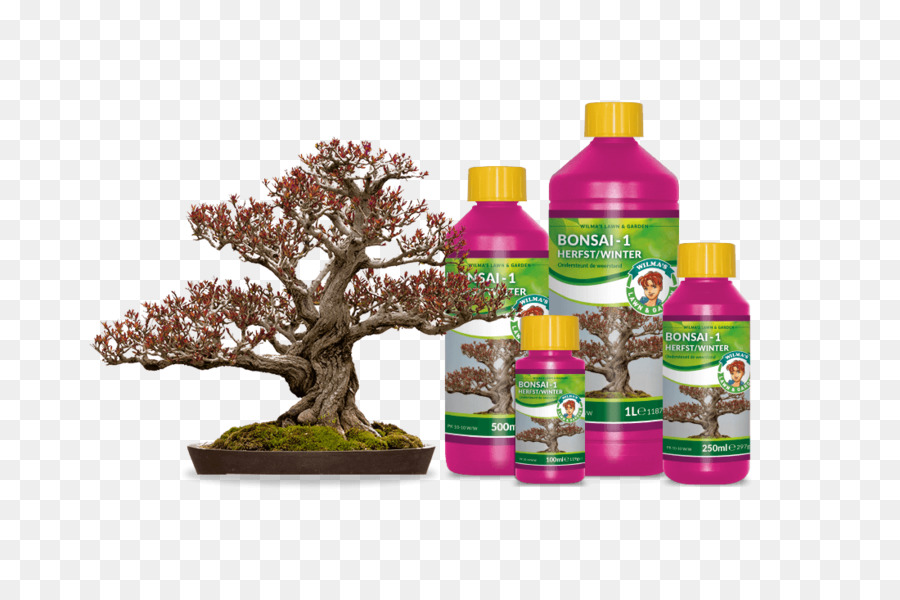 Bonsai，Romã PNG