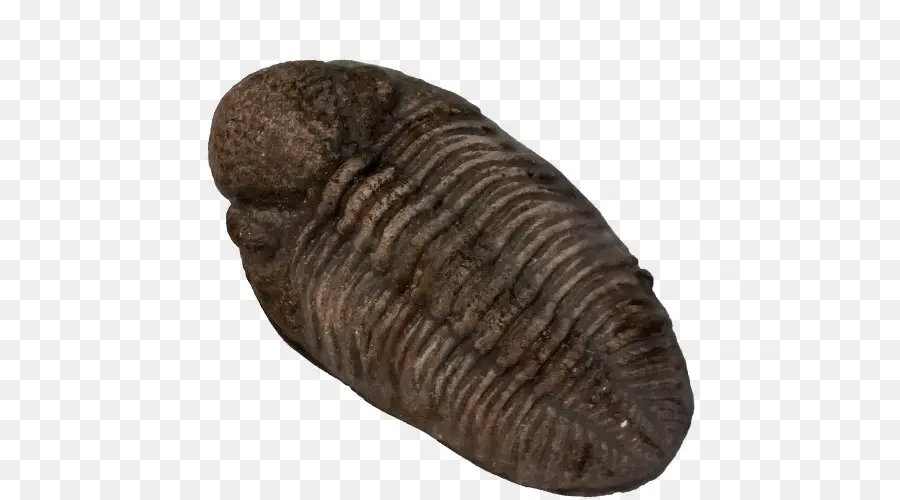 Trilobite，Invertebrados PNG
