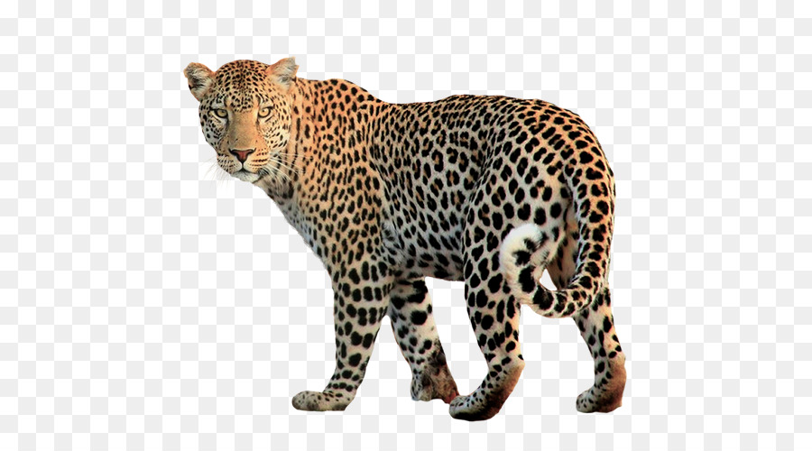 Leopardo，Identificado PNG