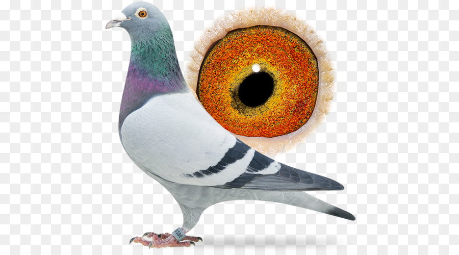 Pombo，Pássaro PNG