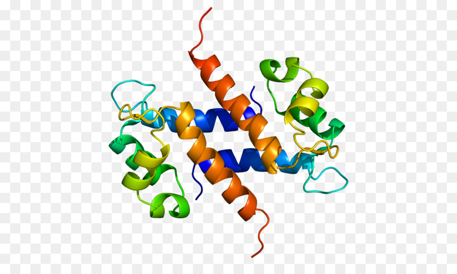 Estrutura Proteica，Biologia PNG