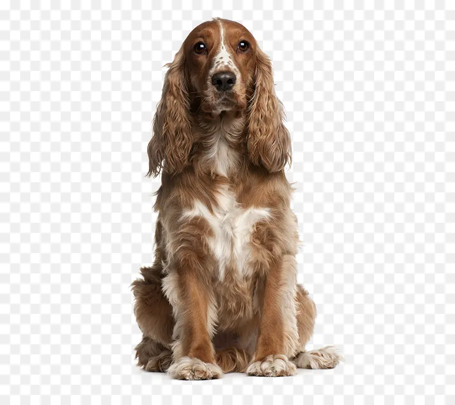 American Cocker Spaniel，Cocker Spaniel Inglês PNG