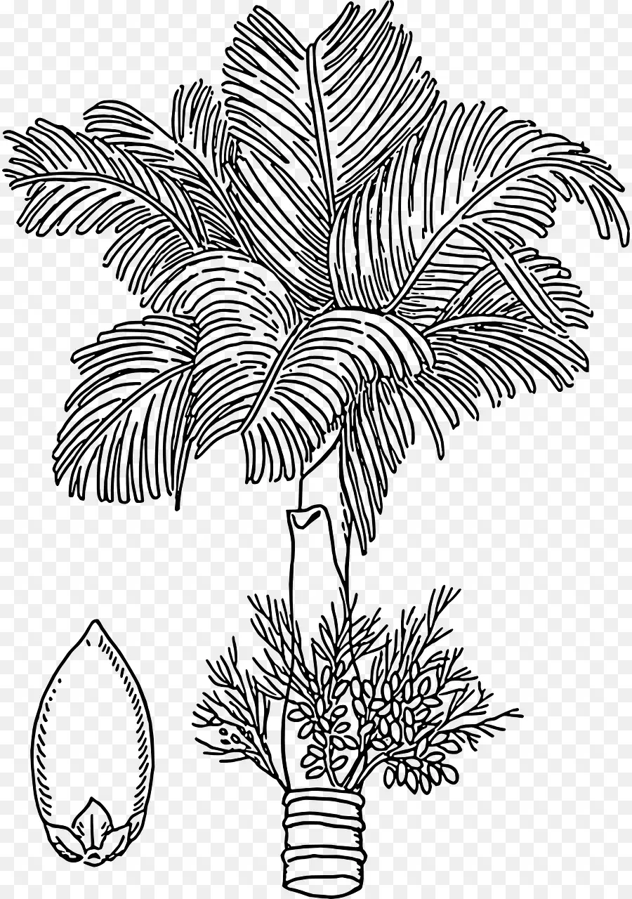 Palmeira Areca，Noz De Areca PNG