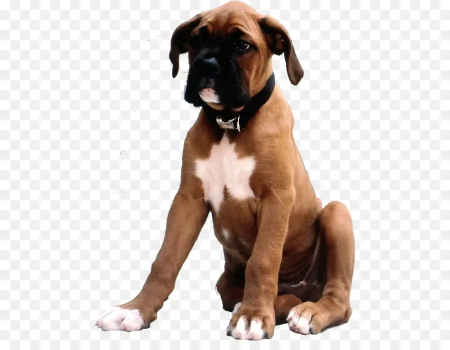 Boxer，Raça Do Cão PNG