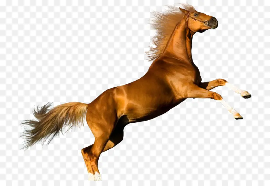 Cavalo árabe，A Shire Cavalo PNG