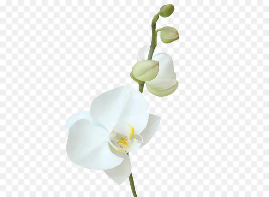 Orquídea Branca，Orquídea PNG