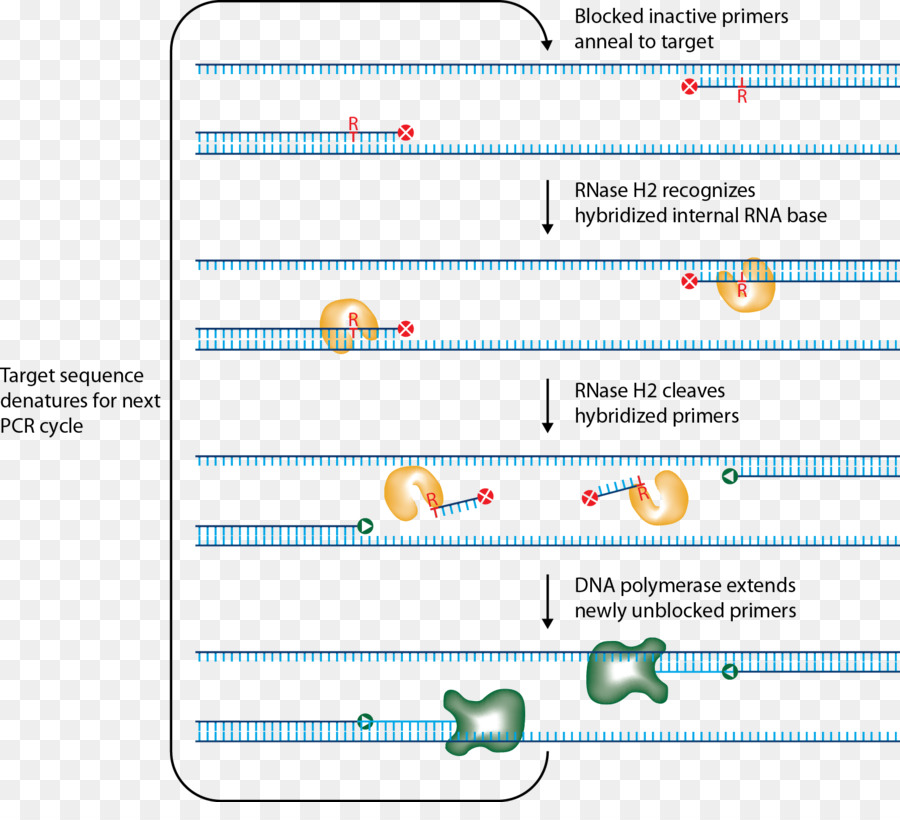 Primer，Ribonuclease PNG