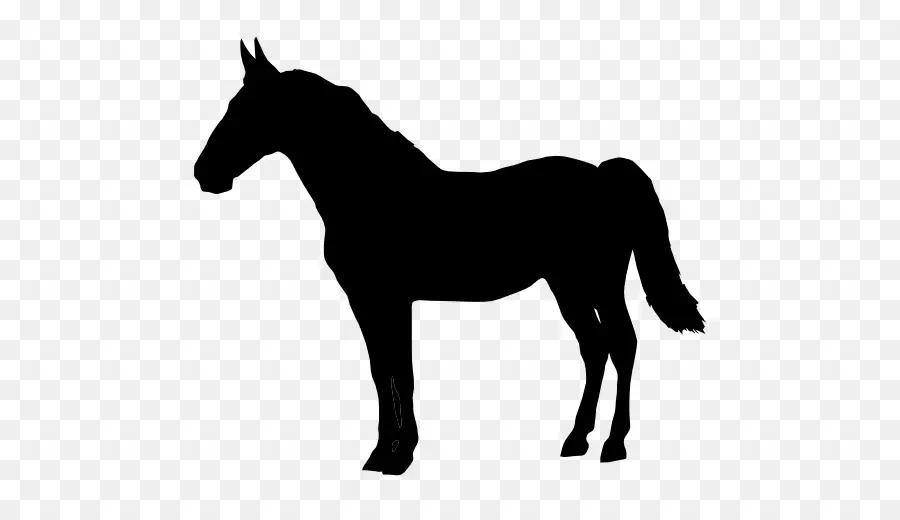 Cavalo，Forma PNG