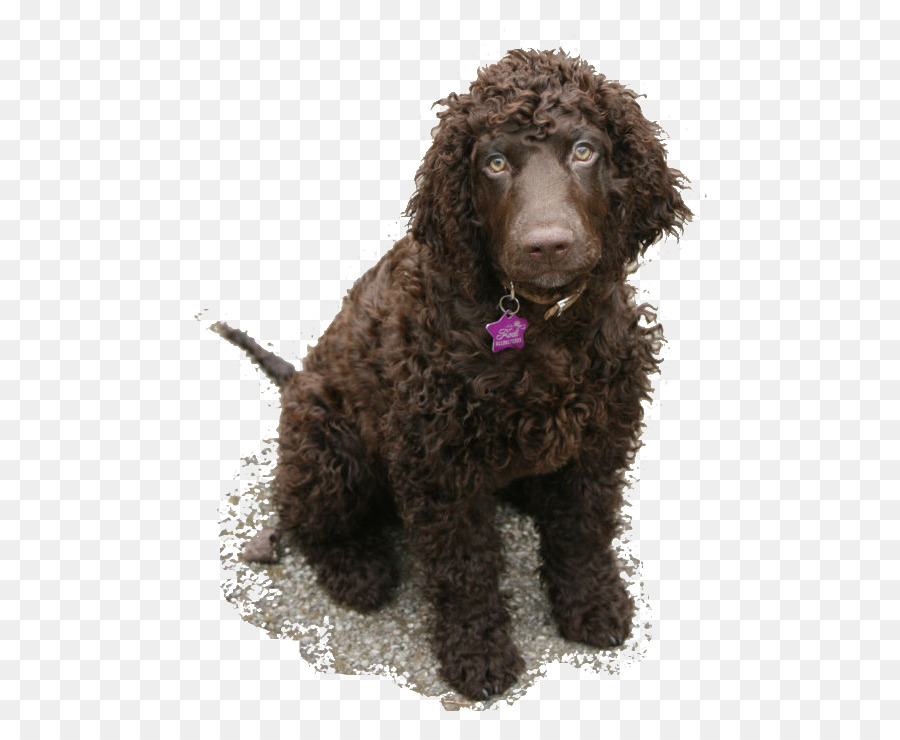 Irish Water Spaniel，American Water Spaniel PNG