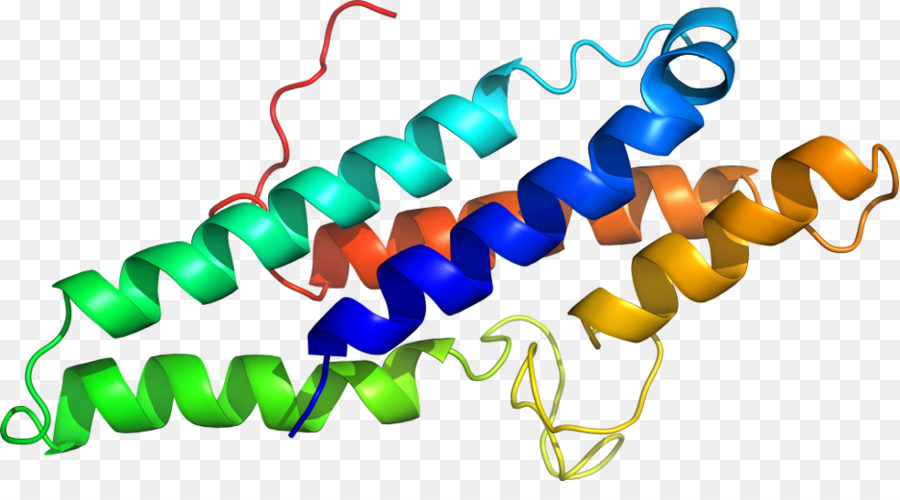 Hélice De Proteína，Molécula PNG