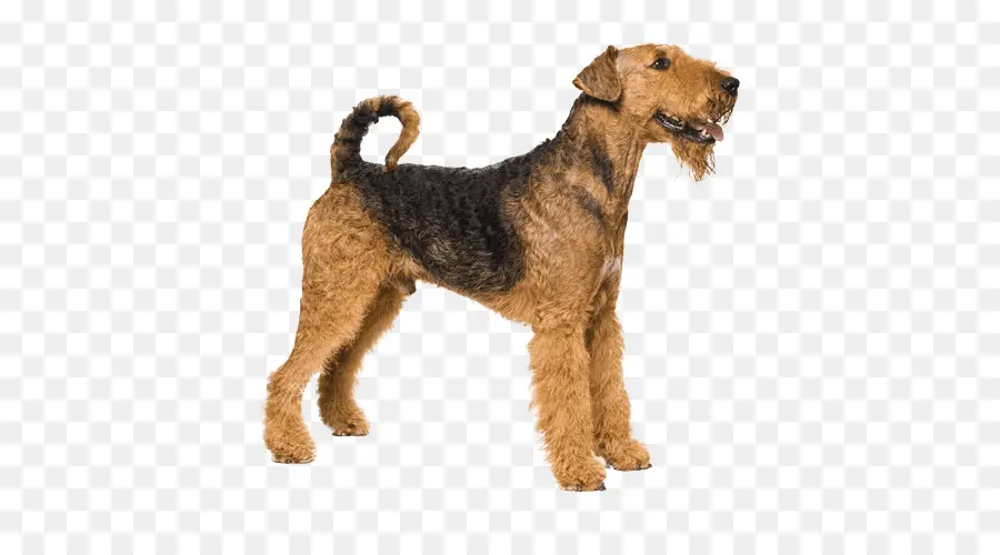 Airedale Terrier，Raça Do Cão PNG