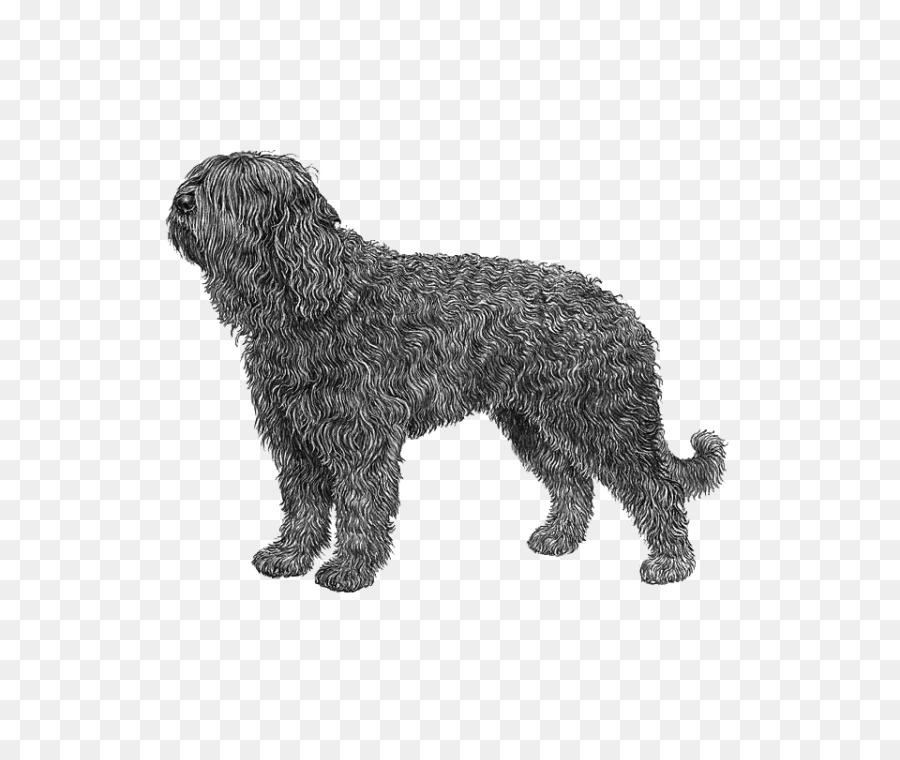 Barbet，Schnoodle PNG
