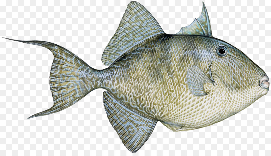 Tilápia，Triggerfish PNG